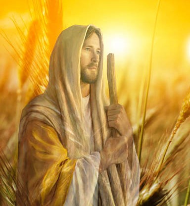 Sunday July 19, 2020. Readings and Reflections